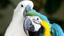 Папагали саботират Деня на влюбените