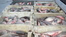Над 3 млн. лева субсидия за три рибни стопанства  