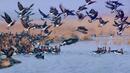 WWF отчита нов спад на птичите популации по р. Дунав