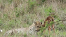 Необичайно приятелство! Антилопа се сприятели с леопард (ВИДЕО)