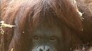 Орангутан се научи да подсвирква и подвиква (ВИДЕО)
