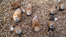 Село на лисици привличат посетители в Япония (СНИМКИ/ВИДЕО)
