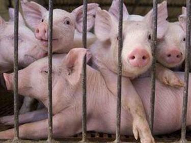 Засилен контрол по границите заради африканска чума по свинете
