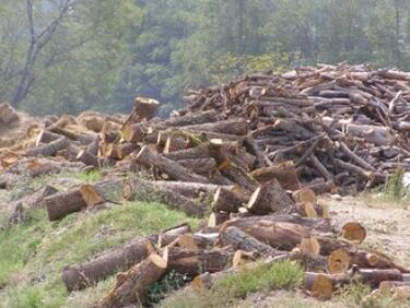Бизнесът с дървесина очаква щети от 40 млн. лв. заради експортната забрана