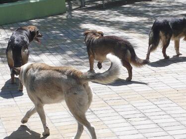 89-годишен мъж, нахапан от кучета в София, е с опасност за живота