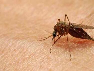 Учени създадоха генномодифициран комар, който да може да устои на зараза с малария