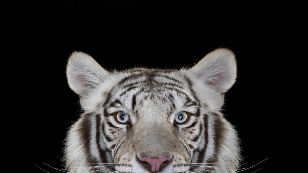 По традиция всяка година на 29 юли се отбелязва Международния ден на тигъра