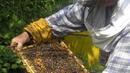 23 милиона лева има за пчеларите до 2013 година