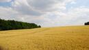 Ожънати са 25% процента от пшеницата в България
