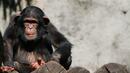 Вилнеещи шимпанзета подлудиха зоопарк