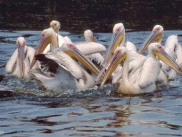 Електропреносната мрежа край Бургас избива розовите пеликани