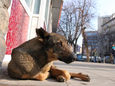 ﻿Благоевград иска да строи приют за кучета с близки общини