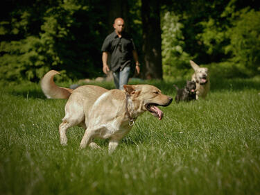 Старозагорските домашни кучета ще се разхождат само на 6 места в града