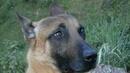 Русия подари на Франция кученцето Добриня, за да замести загиналия Дизел