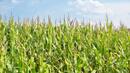 Сушата в САЩ унищожава реколтата от пшеница, царевица и соя