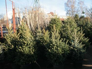 50 000 елхички за Коледа ще предоставят държавните горски предприятия