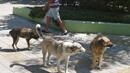 Бездомни кучета нахапаха жена в Борисовата градина