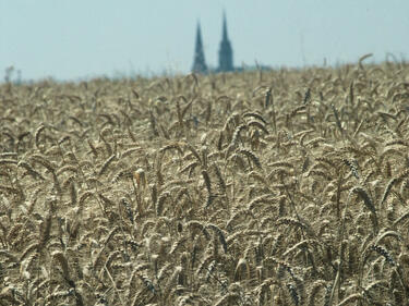 Какво да очакваме от реколтата от жито през тази година?