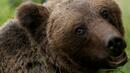 Еко-екипи ще реагират на сигнали за "проблемни мечки"