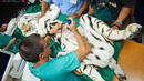 Тигрицата Шели постъпи в клиника поради влошеното си здраве