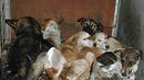 „Екоравновесие“: 204 осиновени и 814 кастрирани кучета за 3 месеца