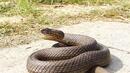 След проливните дъждове - зачестиха срещите със змии в градските паркове