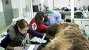 Международен екип лекари прегледа мечки в парка край Белица
