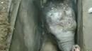 Спасиха слонче, заклещено в улична шахта