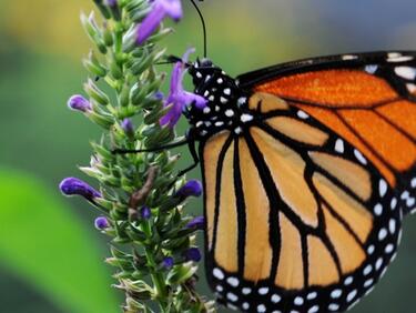 Над 200 световни интелектуалци се застъпиха за застрашени пеперуди