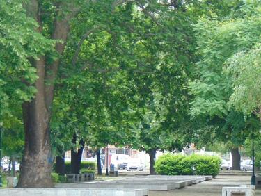 Издирват вековните дървета в Пловдив