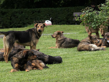 В Перник започва проверка за нерегистрирани домашни кучета