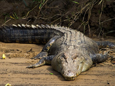 Неочаквана "крокодилска" ваканция за ученици във Виетнам 