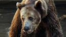 Колко точно мечки бродят из България