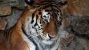 Вдигнаха забраната за туризъм в тигровите резервати в Индия