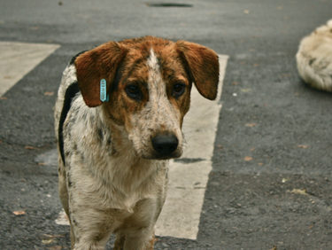 Правителството с програма за овладяване популацията на бездомните кучета
