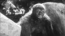 Мистериозни снимки на мъж-шимпанзе взривиха мрежата