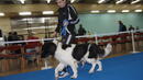 <p>Кучето на премиера Бойко Борисов – Лазар, стана световен шампион в породата българско овчарско куче</p>