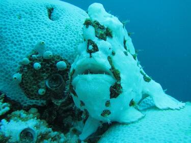 Умиращите корали губят цвят, побеляват... и рибите с тях