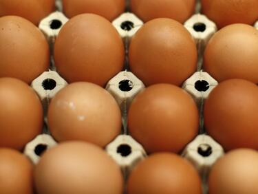 Върнахме на Полша половин милион яйца със салмонела