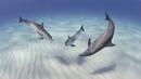 <p>Петнисти делфини в Атлантическия океан. Фотограф: John Gaskell</p>