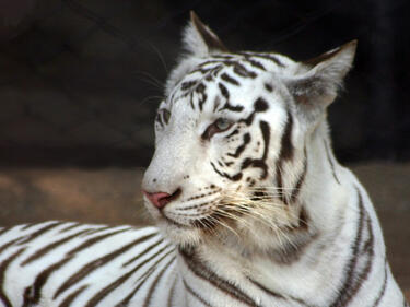 Бял тигър избяга от клетката си и започна да напада хора в чешки зоопарк