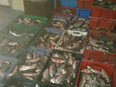 Иззеха над тон бракониерска риба в Бургас