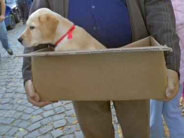 В Бургас осиновиха над половината кучета от приюта