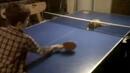 Котка играе на пинг-понг