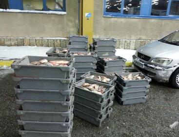 Иззеха над тон риба, готвена за нелегален износ в Румъния