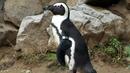 Хумболтовите пингвини се адаптират към софийския климат