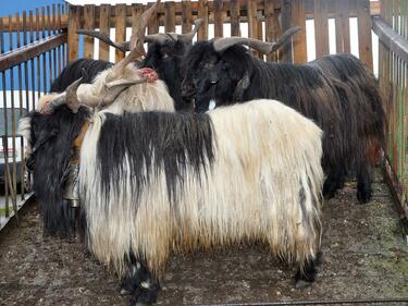 Дългокосмести кози дефилират в Крупник