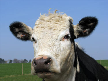 27 000 ферми за мляко у нас не отговарят на евростандартите