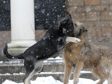 Над 4000 кучета са кастрирани в София