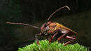 Хлебарка е най-бързият мини-робот в света
